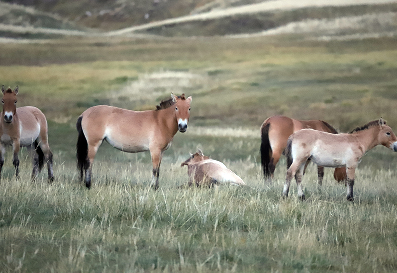 Takhi in Khustai NP